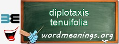 WordMeaning blackboard for diplotaxis tenuifolia
